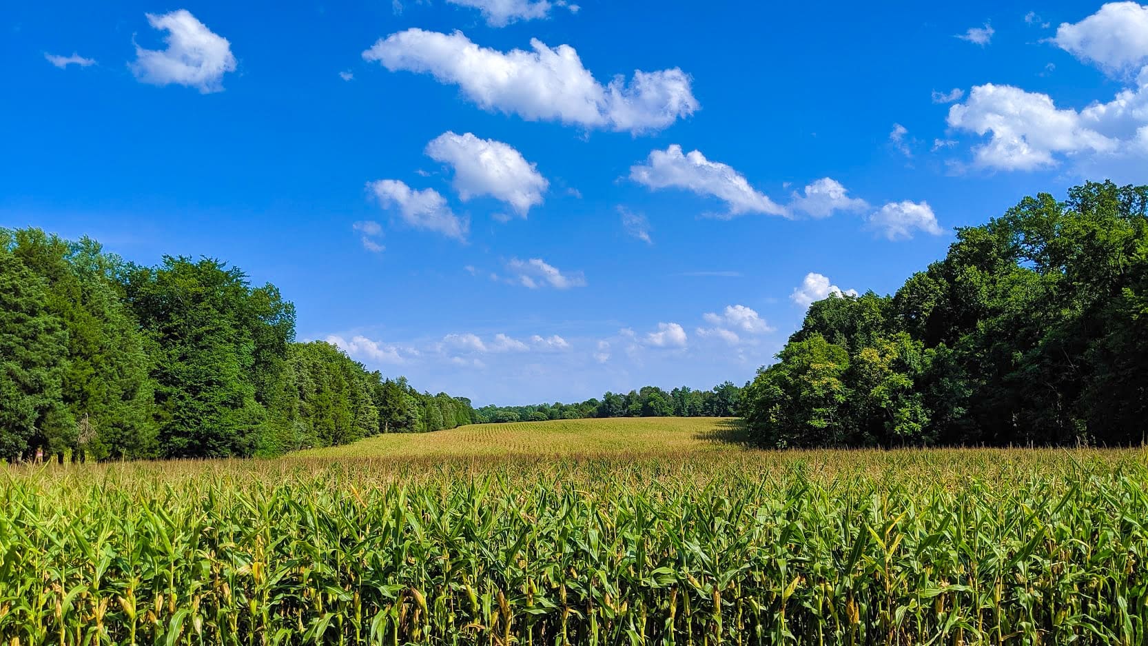 Corn Field
